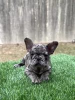 ZARI, a female French Bulldog for sale in Atlanta, GA – 2 of 7
