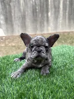 ZARI, a female French Bulldog for sale in Atlanta, GA – 5 of 7