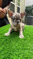 ZARI, a female French Bulldog for sale in Atlanta, GA – 3 of 7