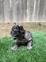 ZARI, a female French Bulldog for sale in Atlanta, GA – 4 of 7