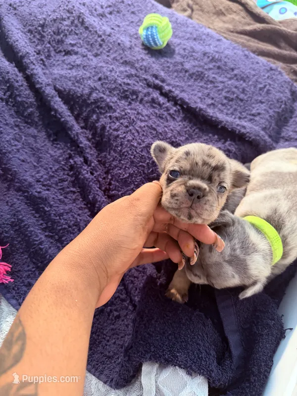 Stella – French Bulldog puppy for sale in Atlanta, GA