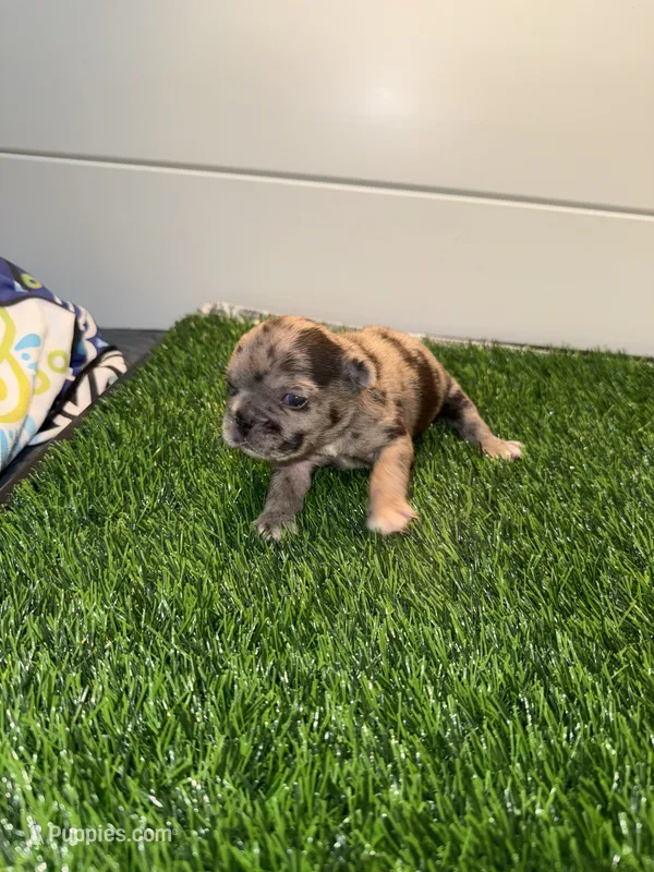 Stella – French Bulldog puppy for sale in Atlanta, GA