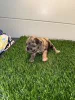 Stella, a female French Bulldog for sale in Atlanta, GA – 1 of 2