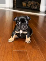 Bolt, a male French Bulldog for sale in Atlanta, GA – 1 of 3