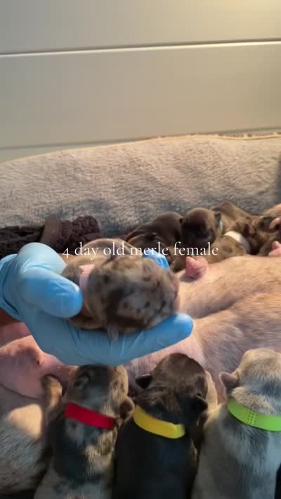 Tiny, a female French Bulldog for sale in Atlanta, GA – 3 of 3