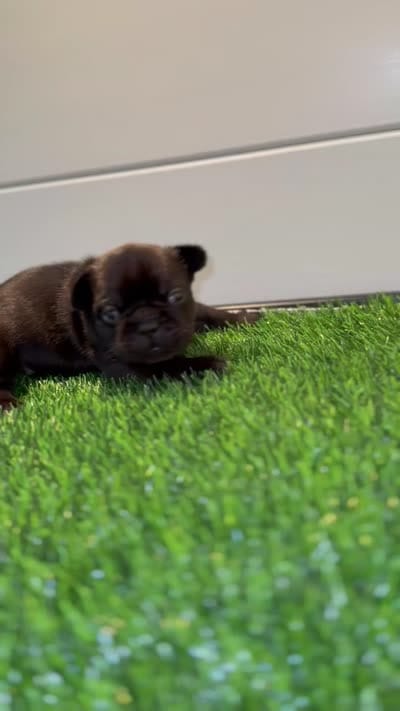 Biggie, a male French Bulldog for sale in Atlanta, GA – 4 of 4