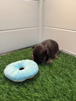 Bolt, a male French Bulldog for sale in Atlanta, GA – 3 of 3