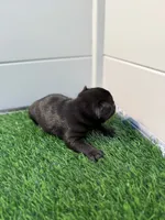 Biggie, a male French Bulldog for sale in Atlanta, GA – 3 of 4