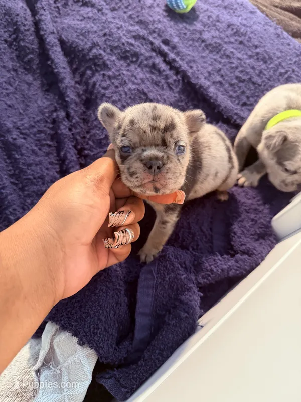 Coco – French Bulldog puppy for sale in Atlanta, GA