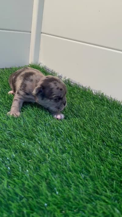 Stella, a female French Bulldog for sale in Atlanta, GA – 2 of 2
