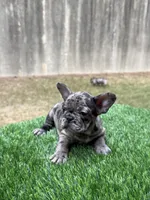 ZARI, a female French Bulldog for sale in Atlanta, GA – 6 of 7