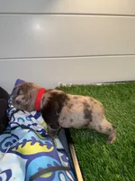 Coco, a female French Bulldog for sale in Atlanta, GA – 2 of 3