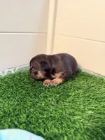 Bolt, a male French Bulldog for sale in Atlanta, GA – 2 of 3
