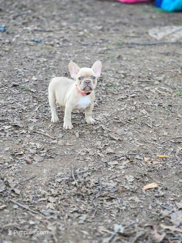 Pink Collar girl – French Bulldog puppy for sale in Greensboro, NC