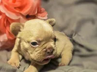 Pink Collar girl, a female French Bulldog for sale in Greensboro, NC – Photo 4 of 9