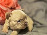 Pink Collar girl, a female French Bulldog for sale in Greensboro, NC – Photo 2 of 9