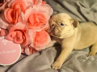 Pink Collar girl, a female French Bulldog for sale in Greensboro, NC – Photo 3 of 9