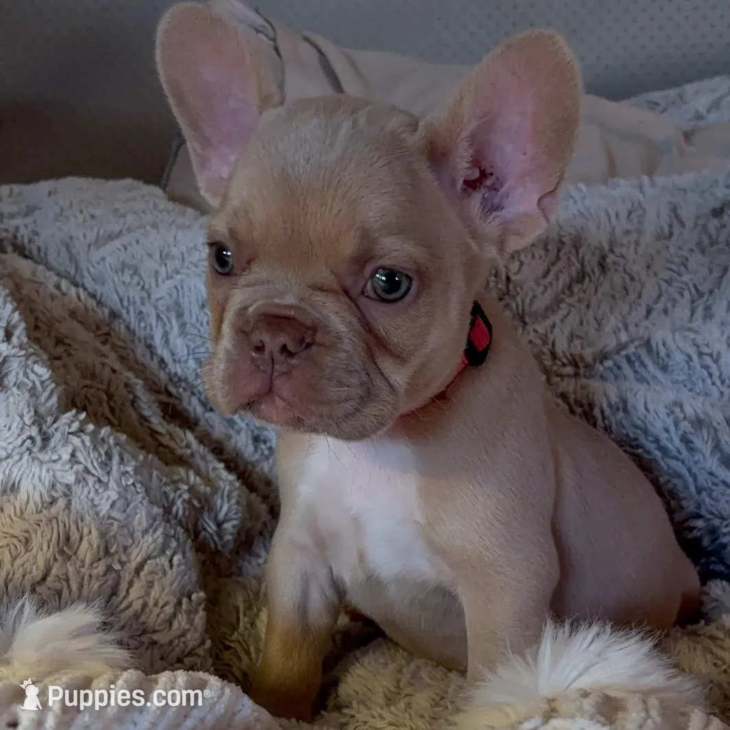 Pink Collar girl – French Bulldog puppy for sale in Greensboro, NC