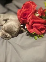 Blue Collar Male, a male French Bulldog for sale in Greensboro, NC – Photo 7 of 8