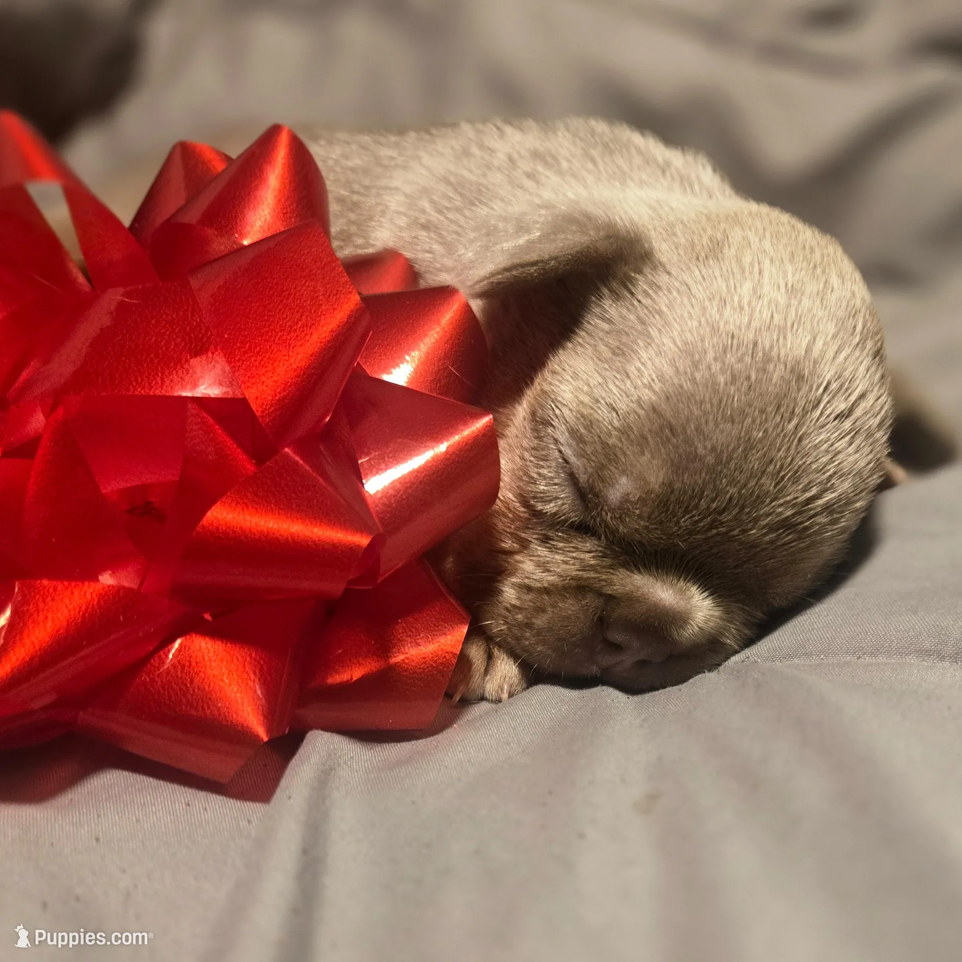 Blue Collar Male, a male French Bulldog for sale in Greensboro, NC – Photo 8 of 8