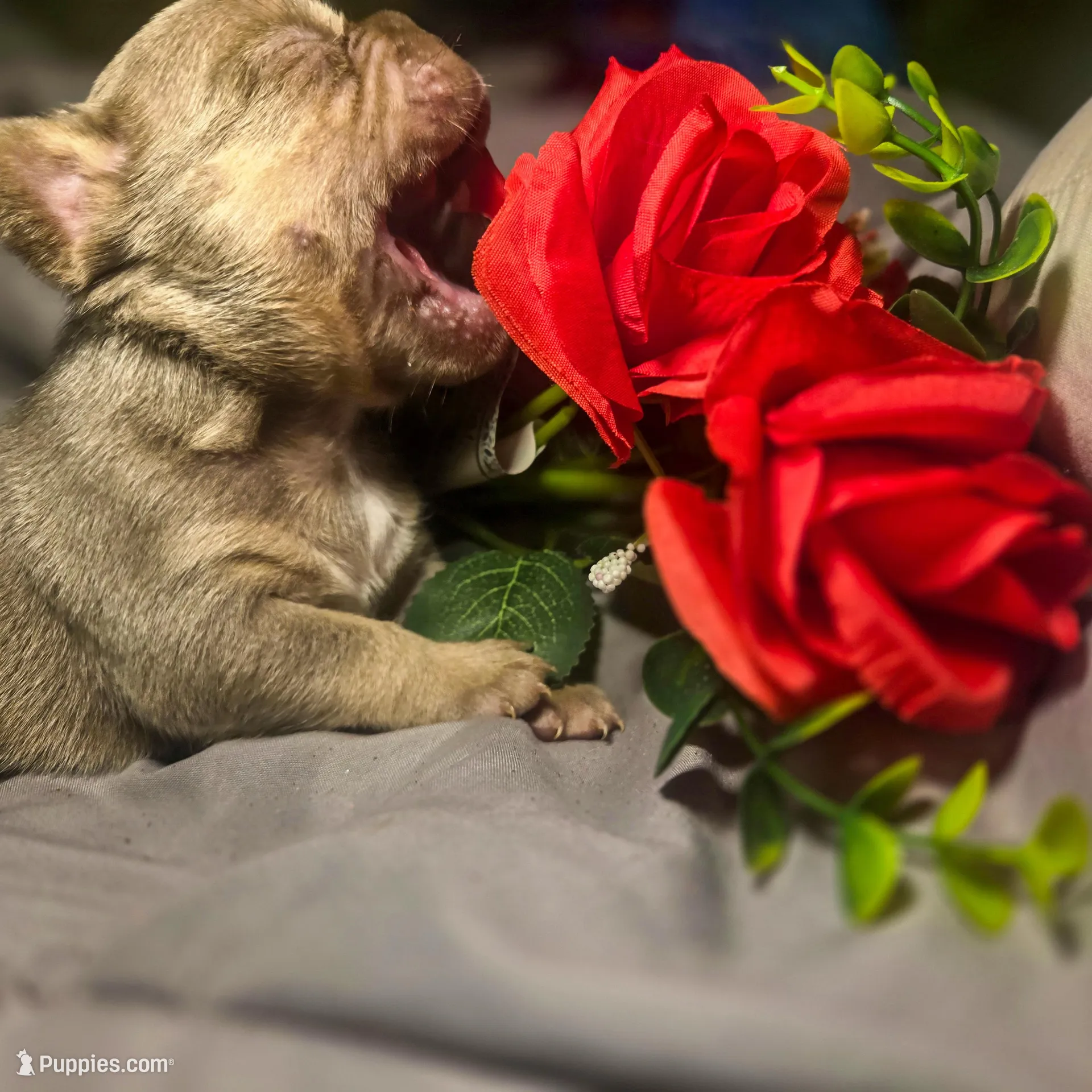 Blue Collar Male, a male French Bulldog for sale in Greensboro, NC – Photo 5 of 8