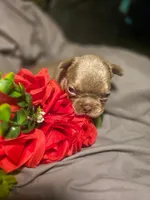 Blue Collar Male, a male French Bulldog for sale in Greensboro, NC – Photo 6 of 8