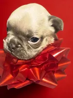 Yellow collar boy, a male French Bulldog for sale in Greensboro, NC – Photo 8 of 10