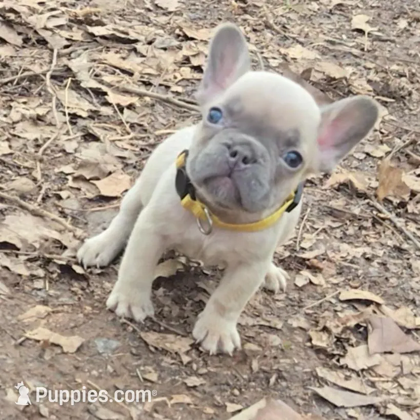 Yellow collar boy, a male French Bulldog for sale in Greensboro, NC – Photo 2 of 10