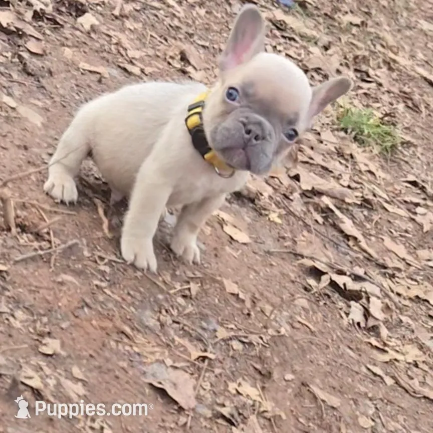 Yellow collar boy, a male French Bulldog for sale in Greensboro, NC – Photo 3 of 10