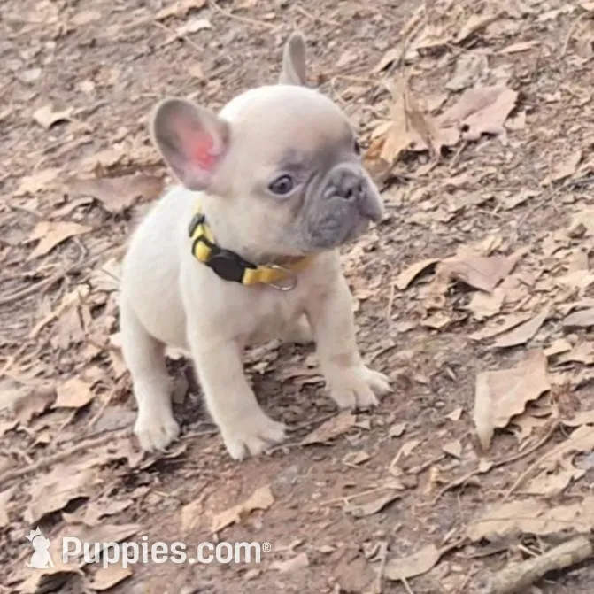 Yellow collar boy, a male French Bulldog for sale in Greensboro, NC – Photo 5 of 10