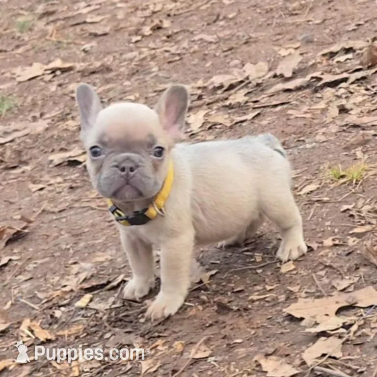 Yellow collar boy, a male French Bulldog for sale in Greensboro, NC – Photo 1 of 10
