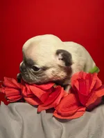 Yellow collar boy, a male French Bulldog for sale in Greensboro, NC – Photo 7 of 10