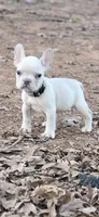 Gray Collar Boy, a male French Bulldog for sale in Greensboro, NC – Photo 1 of 3