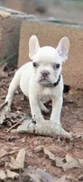 Gray Collar Boy, a male French Bulldog for sale in Greensboro, NC – Photo 2 of 3