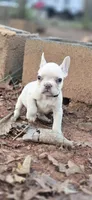 Gray Collar Boy, a male French Bulldog for sale in Greensboro, NC – Photo 3 of 3