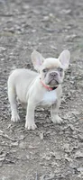 Pink Collar Girl, a female French Bulldog for sale in Greensboro, NC – Photo 9 of 9