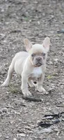 Pink Collar Girl, a female French Bulldog for sale in Greensboro, NC – Photo 5 of 9