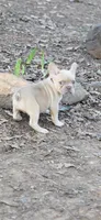 Pink Collar Girl, a female French Bulldog for sale in Greensboro, NC – Photo 6 of 9