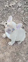 Pink Collar Girl, a female French Bulldog for sale in Greensboro, NC – Photo 2 of 9