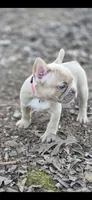 Pink Collar Girl, a female French Bulldog for sale in Greensboro, NC – Photo 4 of 9