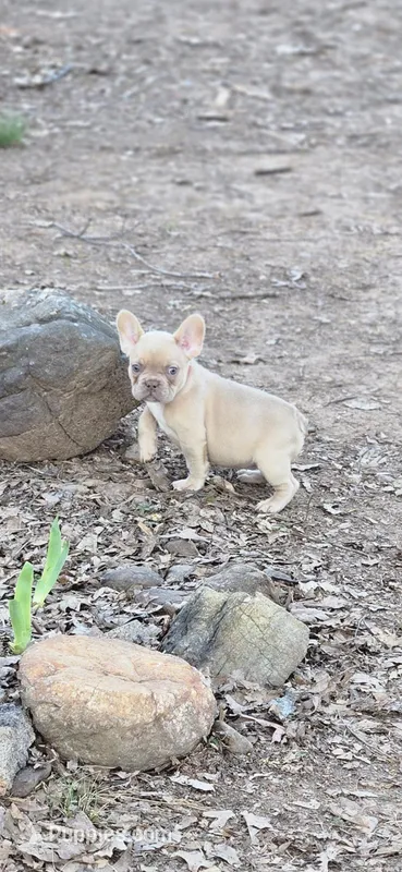 Pink Collar Girl – French Bulldog puppy for sale in Greensboro, NC