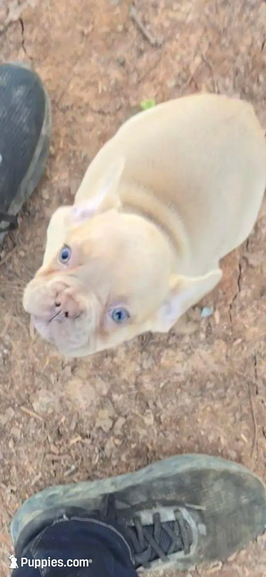 Pink Collar Girl – French Bulldog puppy for sale in Greensboro, NC
