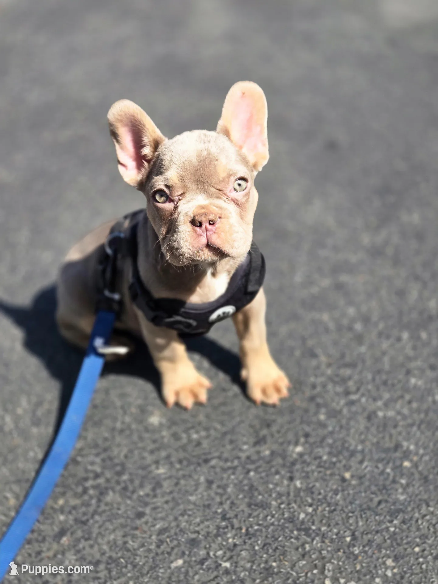 Teddy Bear , a male French Bulldog for sale in Greensboro, NC – Photo 1 of 5