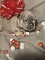 Boy 5, a male French Bulldog for sale in Greensboro, NC – Photo 1 of 7