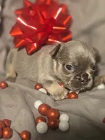 Boy 5, a male French Bulldog for sale in Greensboro, NC – Photo 2 of 7