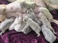 Boy 5, a male French Bulldog for sale in Greensboro, NC – Photo 7 of 7