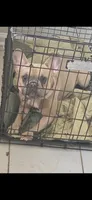 Boy 5, a male French Bulldog for sale in Greensboro, NC – Photo 6 of 7