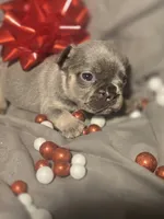 Boy 5, a male French Bulldog for sale in Greensboro, NC – Photo 3 of 7