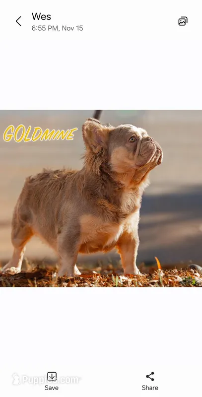 Teddy Bear  – French Bulldog puppy for sale in Greensboro, NC