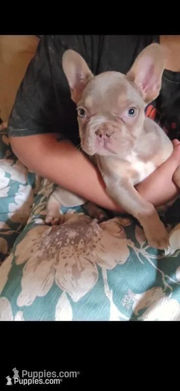 Teddy Bear  – French Bulldog puppy for sale in Greensboro, NC